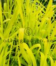 Phalaris arundinacea 'Pure Gold'