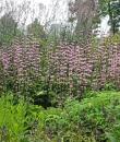 Phlomoides tuberosa 'Amazone'