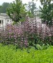 Phlomoides tuberosa 'Amazone'