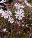Phlox bifida 'Petticoat'
