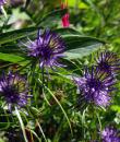Phyteuma scheuchzeri