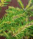 Picea abies 'Razzle'