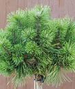 Pinus mugo 'Boži Dar'