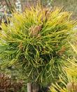 Pinus mugo 'Winter Sun'