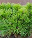 Pinus nigra 'Bobo'