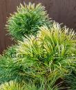 Pinus parviflora 'Goldilocks'