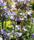 Polemonium caeruleum ssp. yezoense &#039;Bressingham Purple&#039;