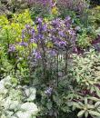 Polemonium caeruleum ssp. yezoense 'Purple Rain'