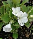 Primula hirsuta 'Alba'