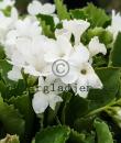 Primula hirsuta 'Alba'