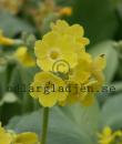 Primula x pubescens