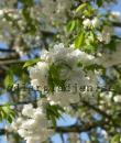 Prunus avium &#039;Plena&#039;