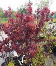 Prunus cerasifera &#039;Nigra&#039;