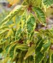 Prunus FRILLY FROCK 'Fpmspl'