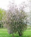 Prunus padus &#039;Colorata&#039;