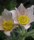 Pulsatilla vulgaris 'Alba'