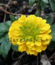 Ranunculus montanus 'Miss Austria'