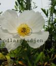 Romneya  coulteri