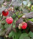 Rubus (Hallon-gruppen) 'Maria'