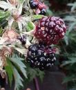 Rubus laciniatus 'Thornless Evergreen'
