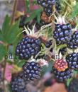 Rubus laciniatus 'Thornless Evergreen'
