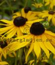 Rudbeckia fulgida var. sullivantii 'Goldsturm'