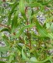 Salix &#039;Erythroflexuosa&#039;