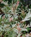 Salix integra 'Hakuro-nishiki'