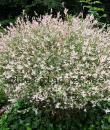 Salix integra 'Hakuro-nishiki'