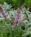 Salvia FEATHERS FLAMINGO 'Bocoffla'