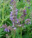 Salvia FEATHERS PEACOCK 'Bocofpea'