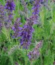 Salvia FEATHERS PEACOCK 'Bocofpea'