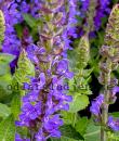 Salvia nemorosa BLUE BOUQUETTA 'Alkif'