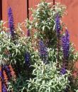 Salvia nemorosa 'Caradonna'