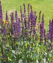 Salvia nemorosa 'Caradonna'
