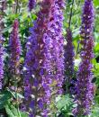 Salvia nemorosa 'Ostfriesland'