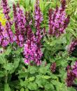 Salvia x sylvestris 'Rose Marvel'