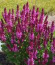 Salvia x sylvestris 'Rose Marvel'
