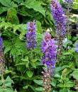 Salvia nemorosa BLUE BOUQUETTA 'Alkif'