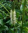Sanguisorba canadensis