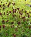 Sanguisorba officinalis 'Tanna'