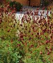 Sanguisorba officinalis 'Tanna'