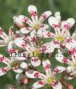 Saxifraga Southside Seedling gruppen