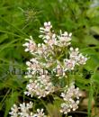Saxifraga Southside Seedling gruppen