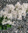 Saxifraga Southside Seedling gruppen
