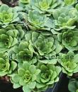 Saxifraga cuneifolia