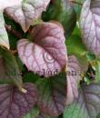 Schizophragma hydrangeoides 'Moonlight'