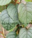 Schizophragma hydrangeoides 'Moonlight'