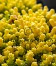 Sedum acre 'Yellow Queen'