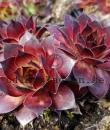 Sempervivum 'Dark Beauty'
